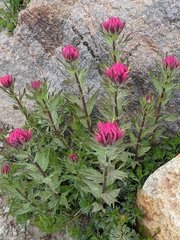 Castilleja parviflora