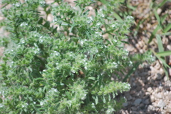 Cryptantha minima