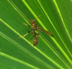 Mischocyttarus mexicanus cubicola