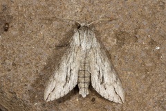 Oligographa juniperi