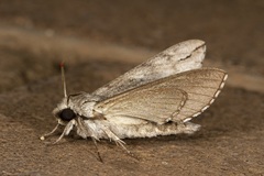 Oligographa juniperi