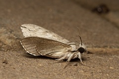 Oligographa juniperi