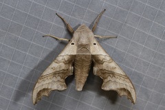 Polyptychoides grayii