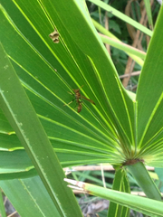 Mischocyttarus mexicanus cubicola