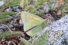 Colias meadii