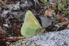 Colias meadii
