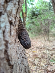 Heloderma exasperatum