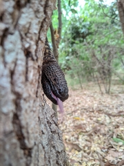 Heloderma exasperatum