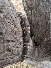 Heloderma exasperatum