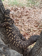 Heloderma exasperatum