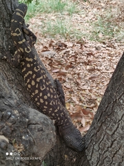 Heloderma exasperatum