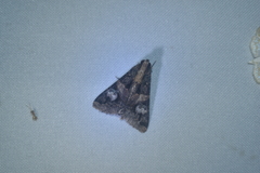 Melipotis famelica