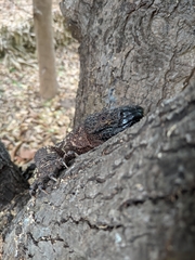 Heloderma exasperatum