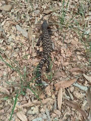 Heloderma exasperatum