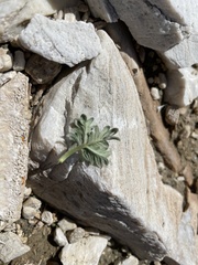 Potentilla pseudosericea