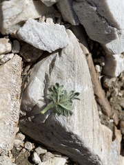 Potentilla pseudosericea