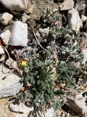 Potentilla pseudosericea