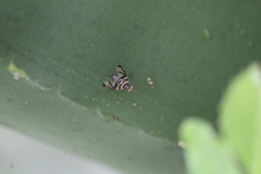 Pseudodyscrasis scutellaris