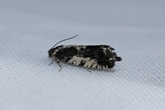 Gypsonoma adjuncta