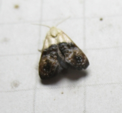 Eugnosta erigeronana