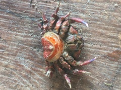 Eurynolambrus australis