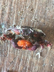 Eurynolambrus australis