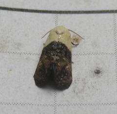 Eugnosta erigeronana