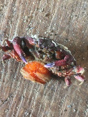 Eurynolambrus australis