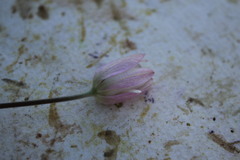 Anemone tuberosa