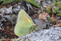 Colias meadii