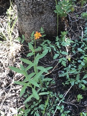 Lilium parvum