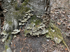 Polyporaceae
