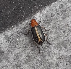 Cyclotrypema furcata