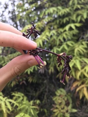 Kadua centranthoides