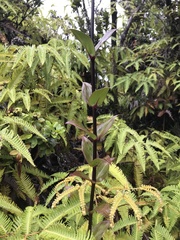 Kadua centranthoides