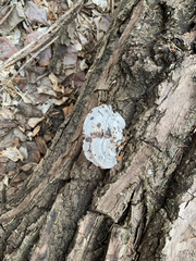 Polyporaceae