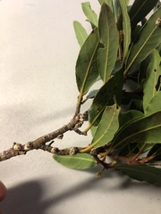 Ceroplastes sinensis