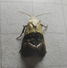 Eugnosta erigeronana