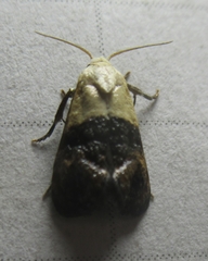 Eugnosta erigeronana
