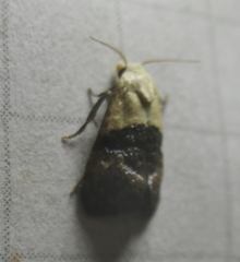 Eugnosta erigeronana