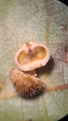 Caryomyia holotricha
