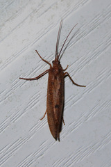 Ptilostomis ocellifera