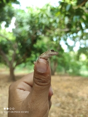 Anolis nebulosus