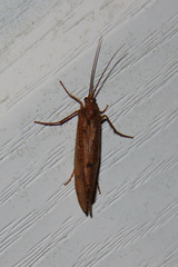 Ptilostomis ocellifera