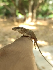 Anolis nebulosus