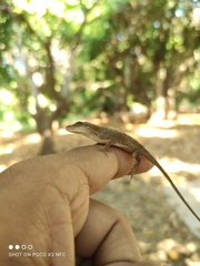Anolis nebulosus