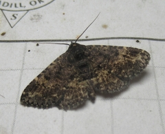 Metalectra diabolica