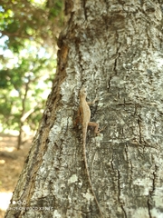 Anolis nebulosus
