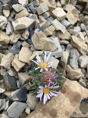 Townsendia condensata