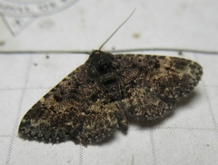 Metalectra diabolica